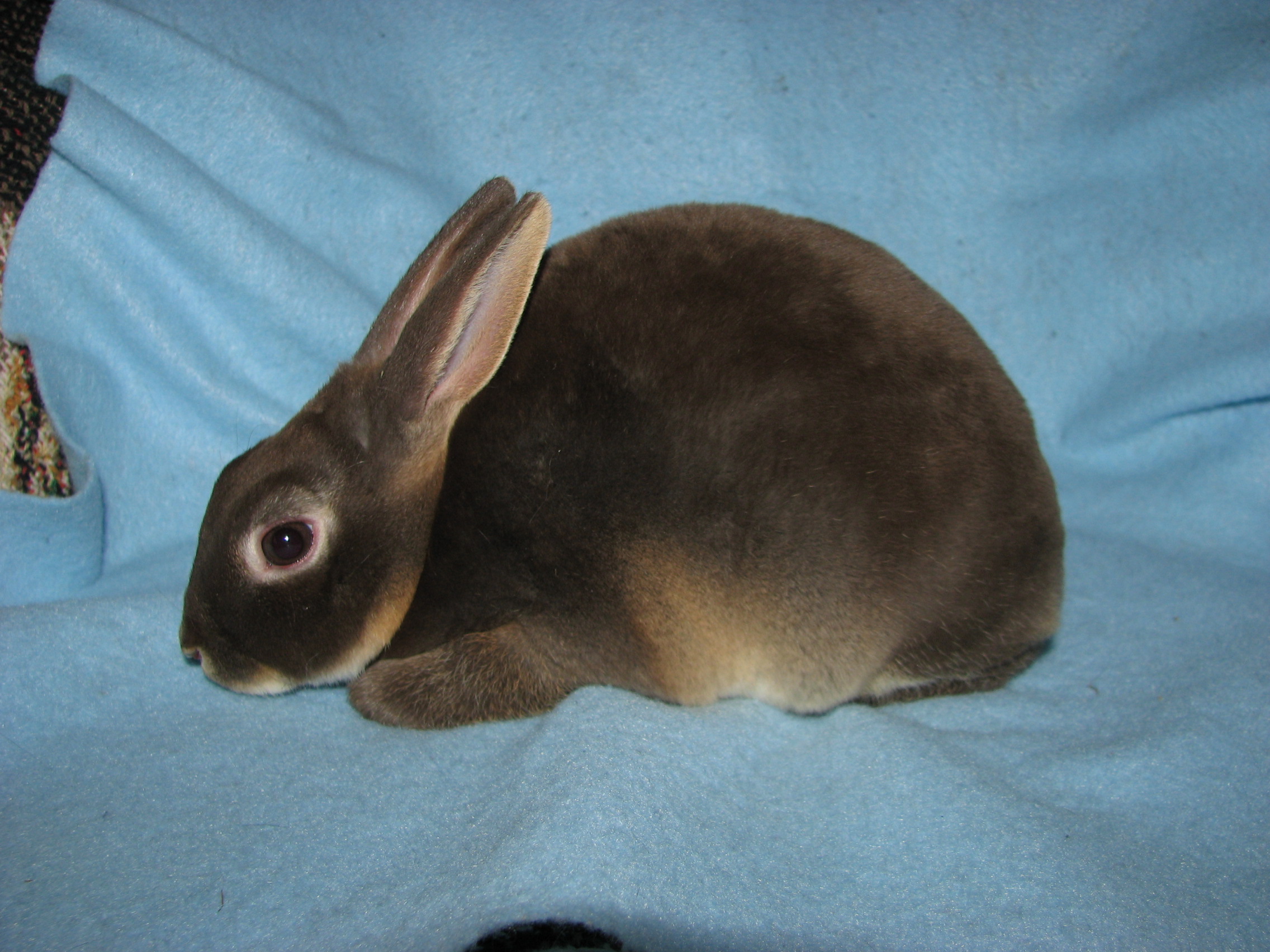 Foxaway RabbitsMini Rex Rabbits for Sale